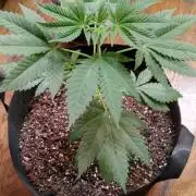 Seed Supreme-Dulce de Uva