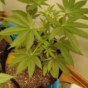 Seed Supreme-Dulce de Uva