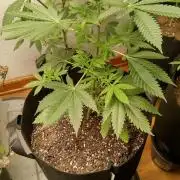 Seed Supreme-Dulce de Uva
