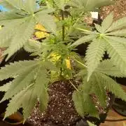 Seed Supreme-Dulce de Uva