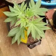 Seed Supreme-Dulce de Uva