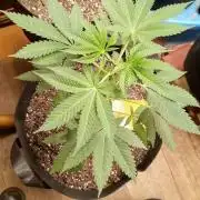 Seed Supreme-Dulce de Uva