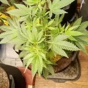 Seed Supreme-Dulce de Uva