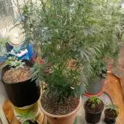 Dante Inferno x Gmo mother