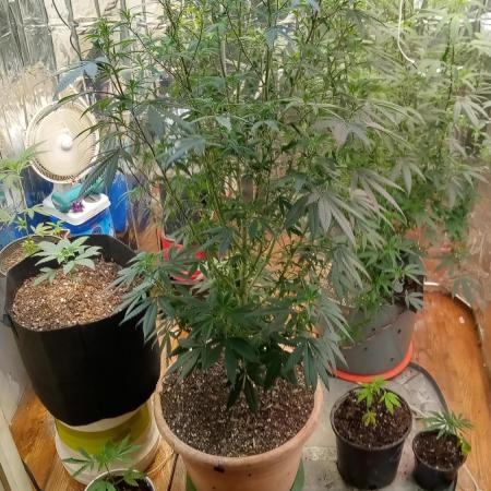 Dante Inferno x Gmo mother
