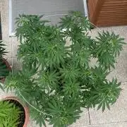 Melonade Runtz Outdoor