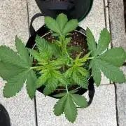 Dos Si Dos 33 Outdoor
