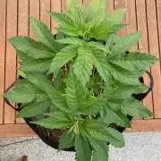 Dos Si Dos 33 Outdoor