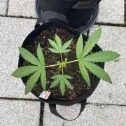 Melonade Runtz Outdoor