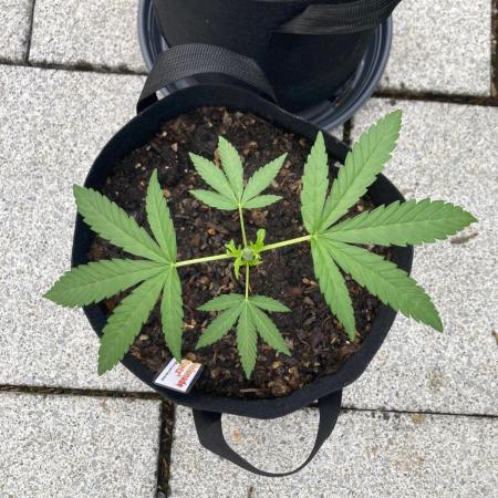 Melonade Runtz Outdoor