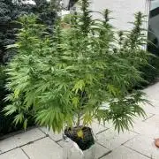 Melonade Runtz Outdoor