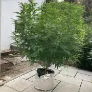 Dos Si Dos 33 Outdoor
