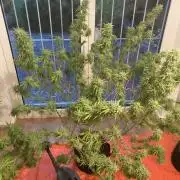 Melonade Runtz Outdoor