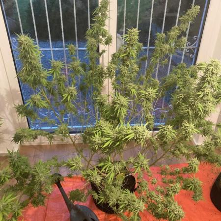 Melonade Runtz Outdoor