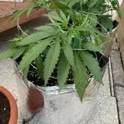 Melonade Runtz Outdoor