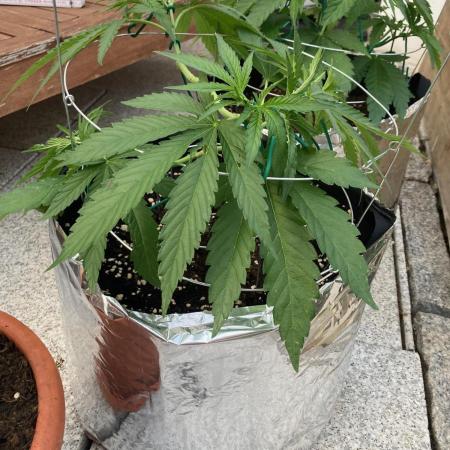Melonade Runtz Outdoor