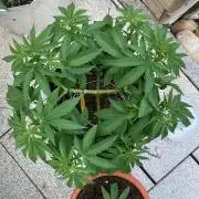 Dos Si Dos 33 Outdoor