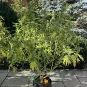 Melonade Runtz Outdoor