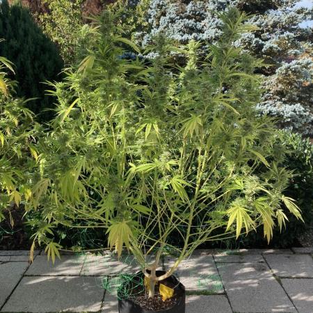 Melonade Runtz Outdoor