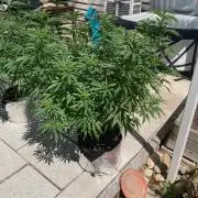 Dos Si Dos 33 Outdoor