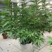 Melonade Runtz Outdoor