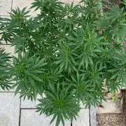 Dos Si Dos 33 Outdoor