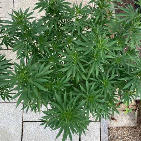 Dos Si Dos 33 Outdoor