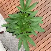 Melonade Runtz Outdoor