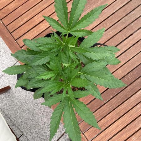 Melonade Runtz Outdoor