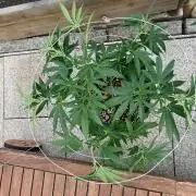Melonade Runtz Outdoor