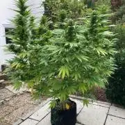 Dos Si Dos 33 Outdoor