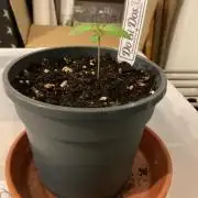Dos Si Dos 33 Outdoor