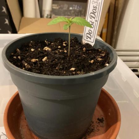 Dos Si Dos 33 Outdoor