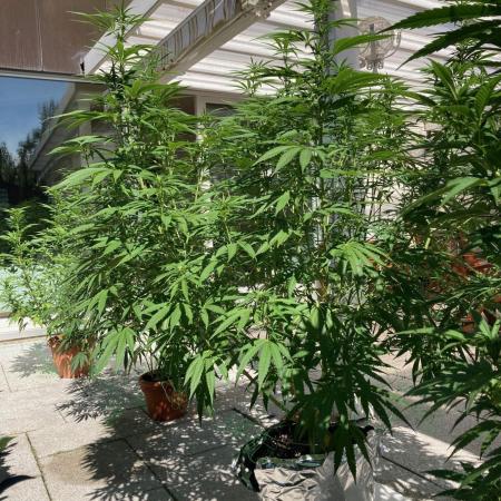 Melonade Runtz Outdoor