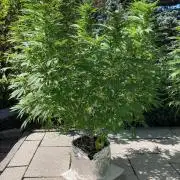 Dos Si Dos 33 Outdoor