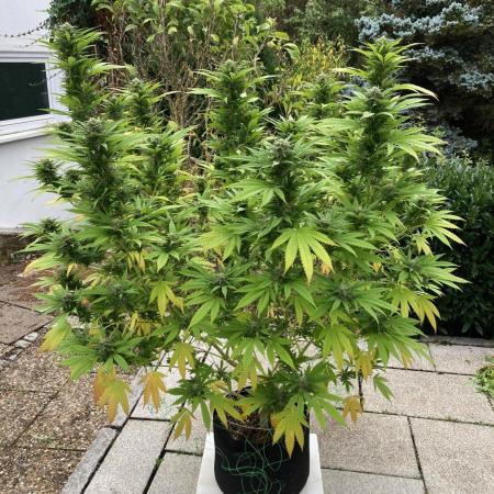 Dos Si Dos 33 Outdoor