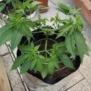 Dos Si Dos 33 Outdoor