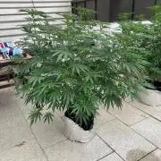 Melonade Runtz Outdoor