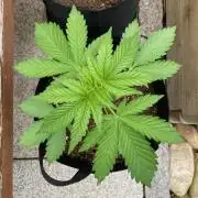 Dos Si Dos 33 Outdoor