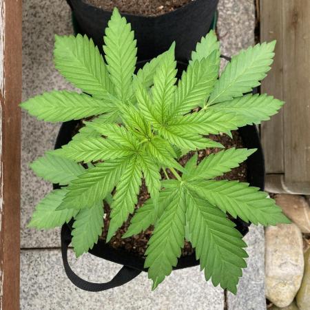 Dos Si Dos 33 Outdoor
