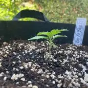Dos Si Dos 33 Outdoor