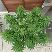 Dos Si Dos 33 Outdoor