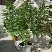 Melonade Runtz Outdoor