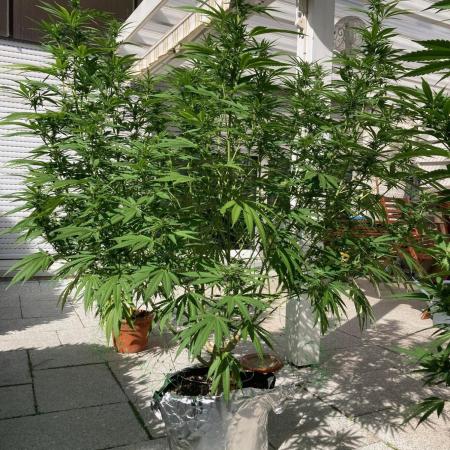 Melonade Runtz Outdoor