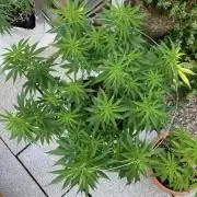 Dos Si Dos 33 Outdoor