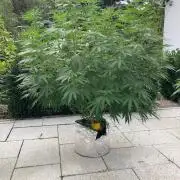 Melonade Runtz Outdoor