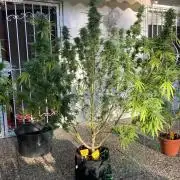 Melonade Runtz Outdoor
