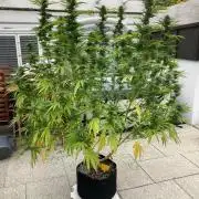 Melonade Runtz Outdoor