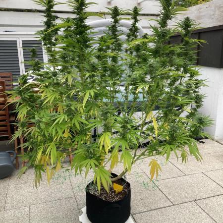 Melonade Runtz Outdoor
