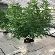 Dos Si Dos 33 Outdoor